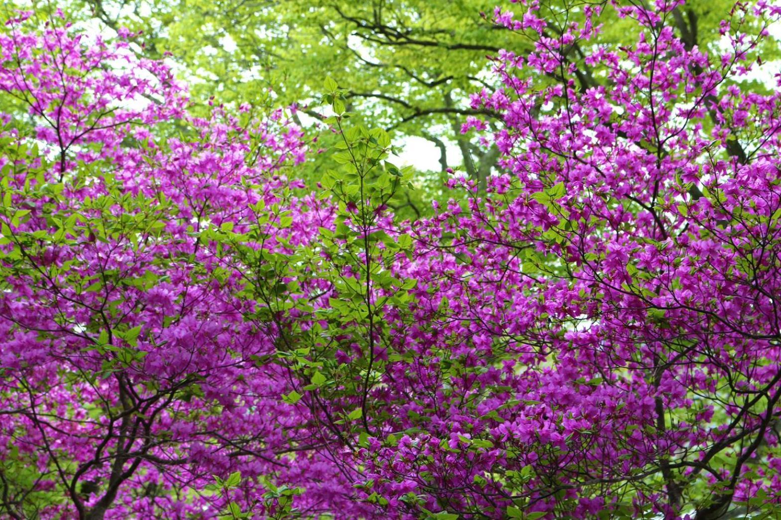 Hatago Nagomi Nikko Dış mekan fotoğraf